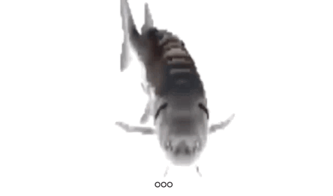 spining fish